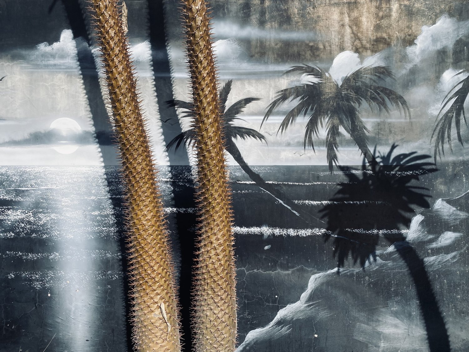Palm Trees